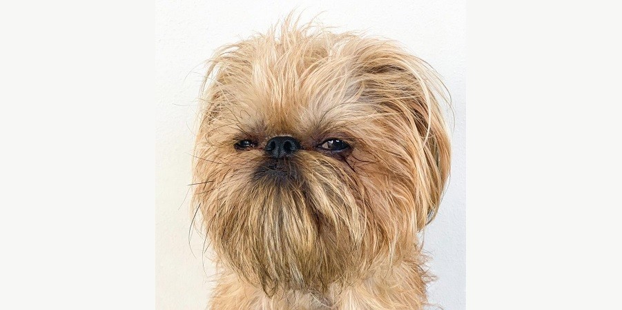 Grumpy Dog is the Latest Instagram Star