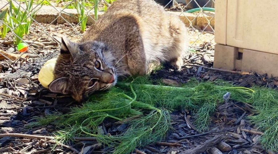 bobcat loves vegetable toy