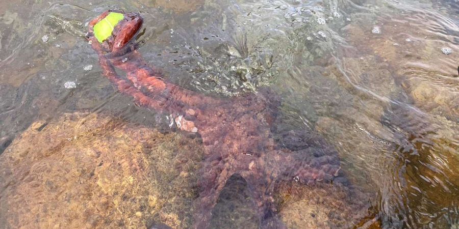 octopus steals ball