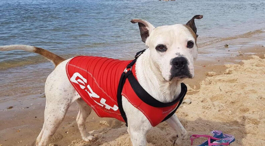 hero dog saves drowning boy