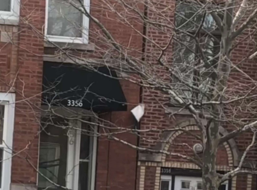squirrel thief