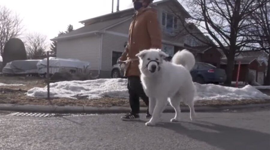 pup asks for help after moms seizure