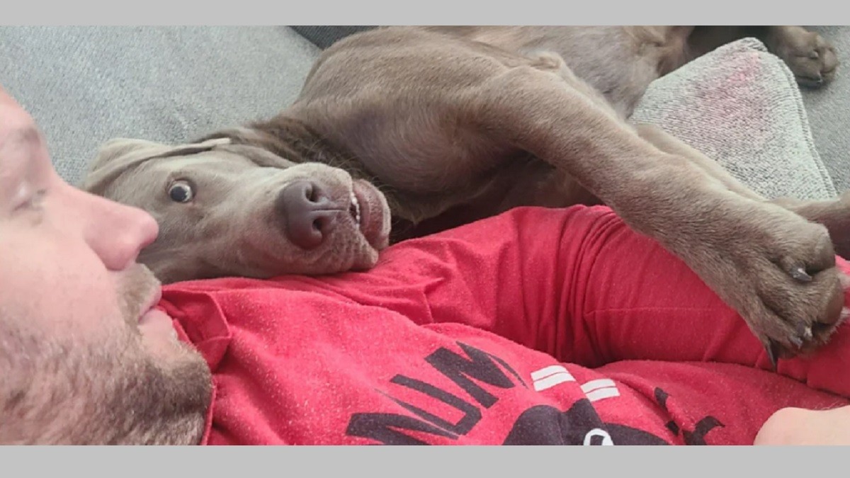 Adorable Pets Gazing Lovingly at Their Human