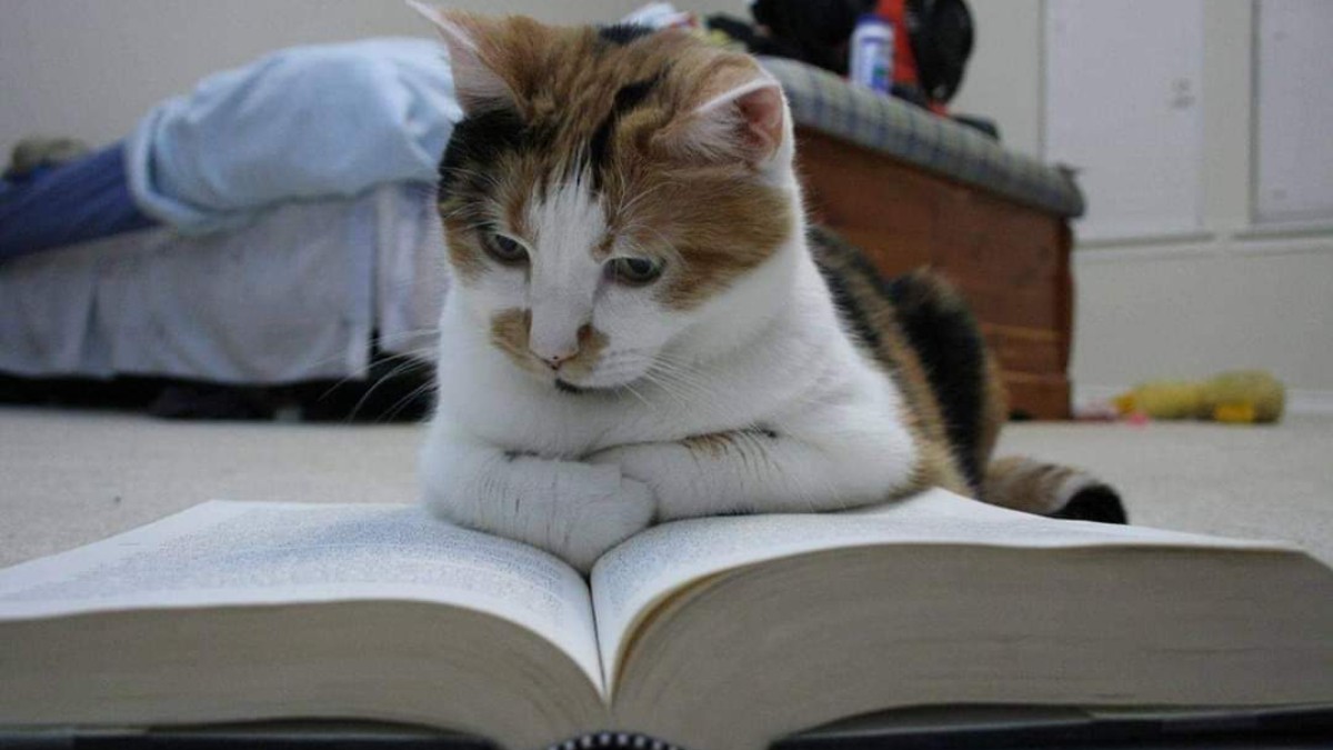 Studious Pets