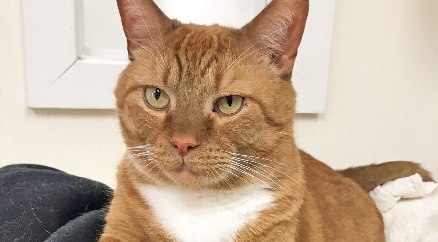 cat with FIV
