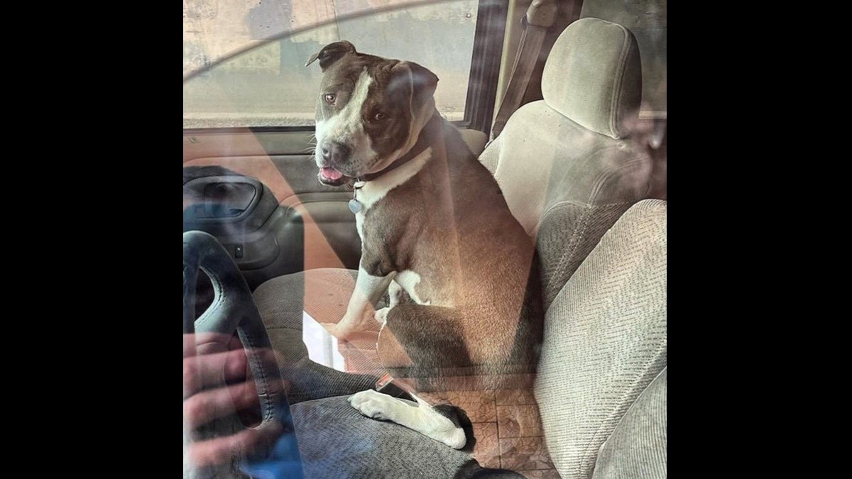 Hero dog
