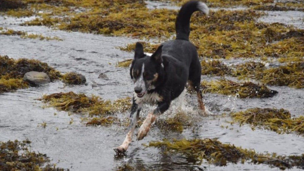 Deaf sheepdog relearns to herd the flock with ‘sign language’