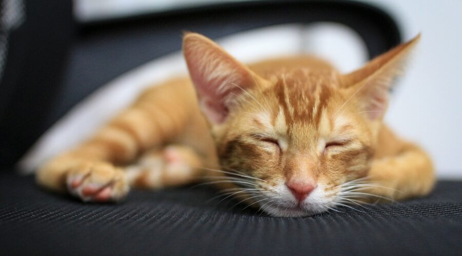 cat sleeps at neighbor's bed