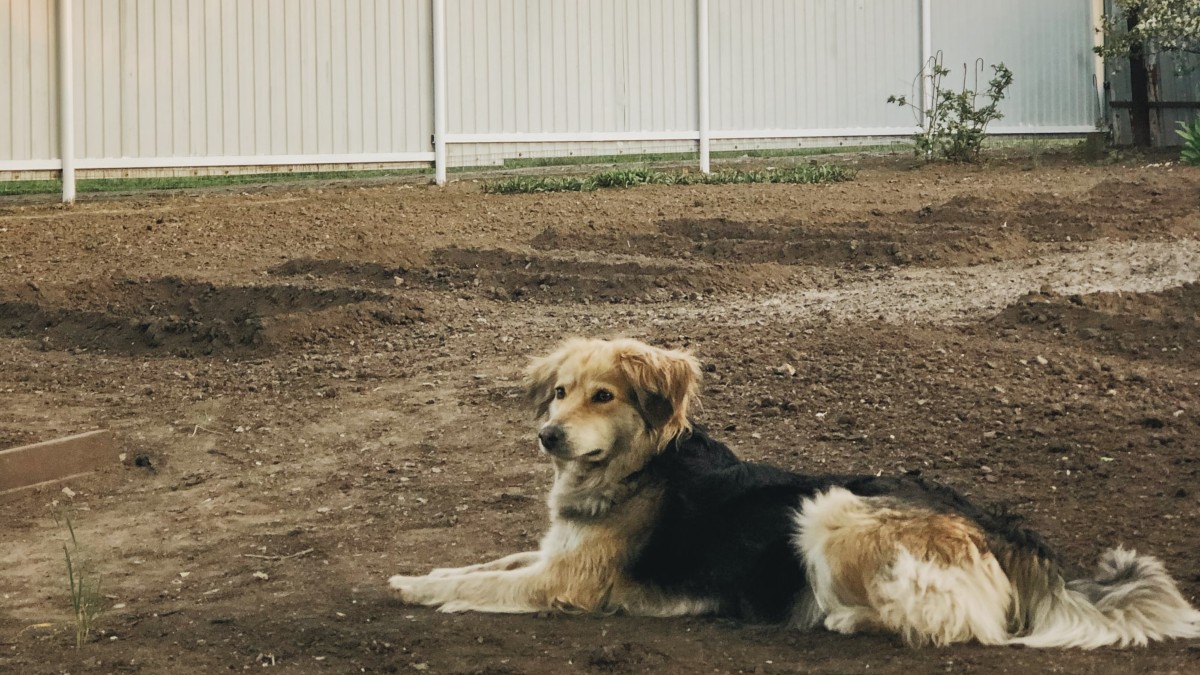 Dog befriends neighbor through backyard hole