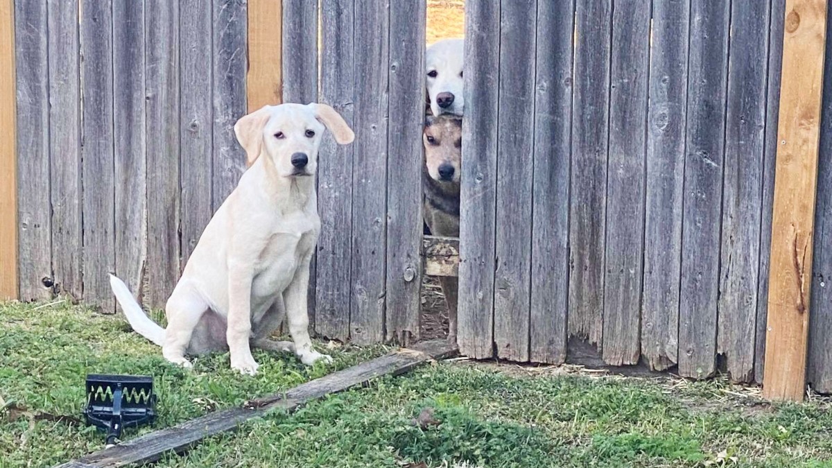Dogs caught jailbreaking for play time’s sake