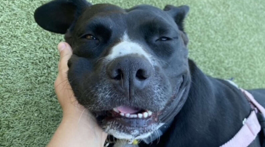 Friendly pit bull lounges on stranger's blanket at a park