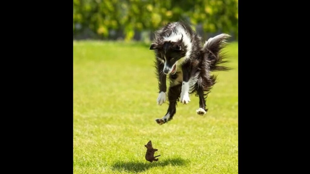 15 Hilarious Photos of Dogs Captured at the Right Moment