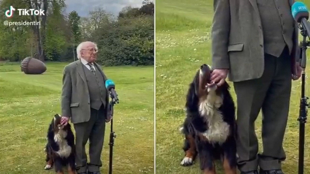 Adorable Dog Steals Spotlight During Ireland President's TV Appearance