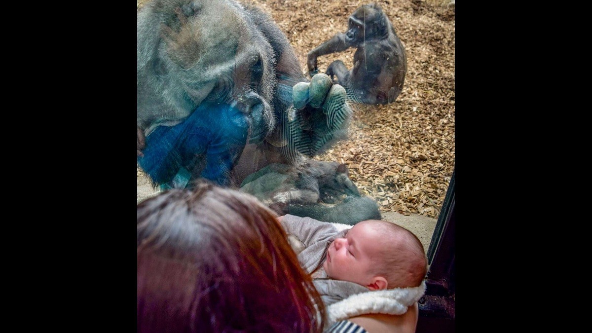 Gorilla Mom Brings her Baby To Meet Human Mom and Newborn Visiting Zoo