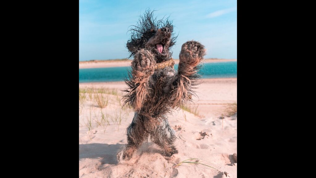 Happy Beach-loving Dog