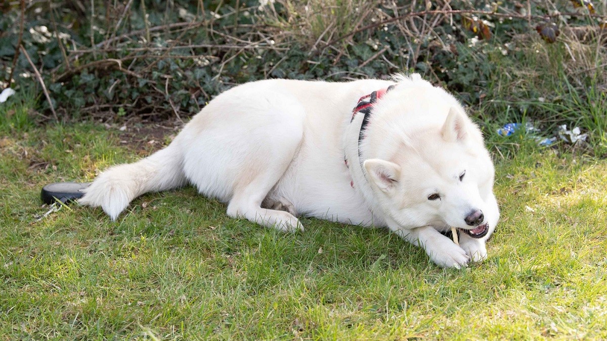 Husky Helps Rescue Newborn Baby Abandoned in Park