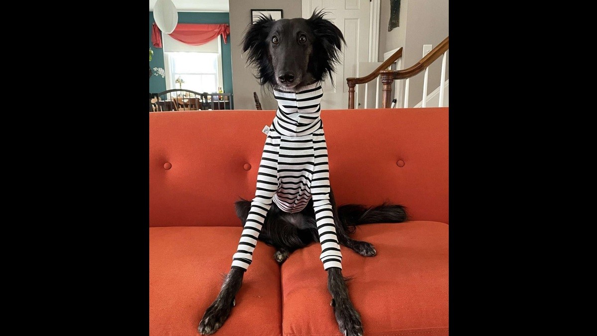 Long-Necked Dog Becomes Instagram Model for Turtlenecks