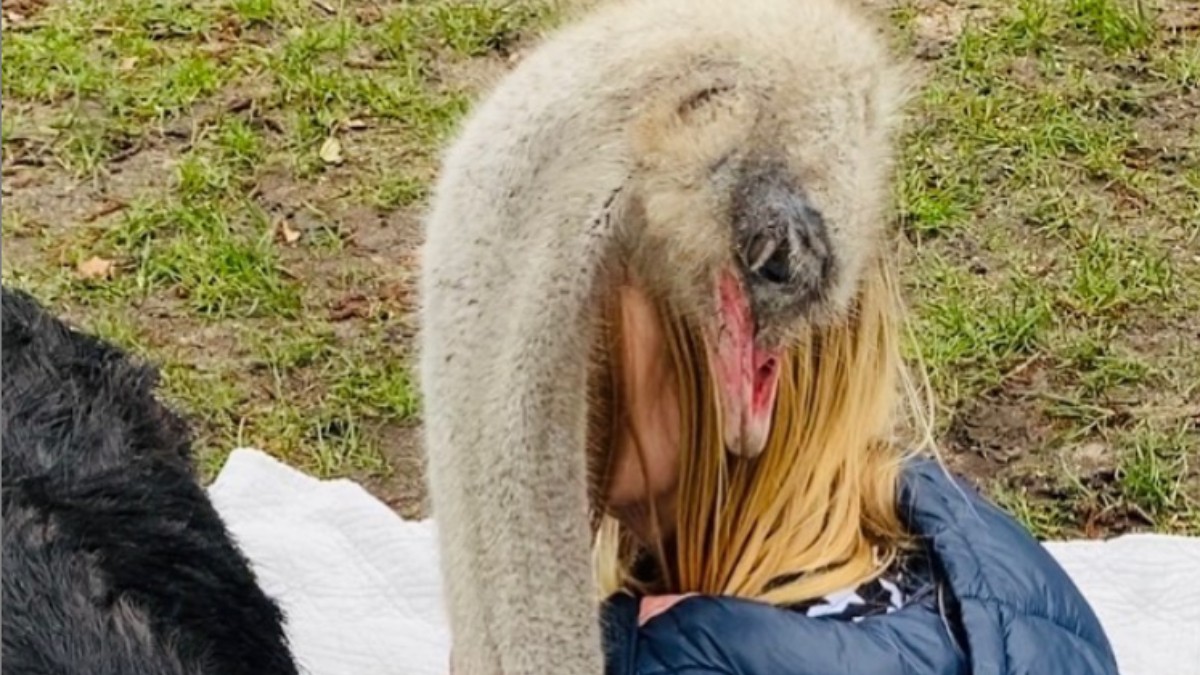 ostrich whisperer