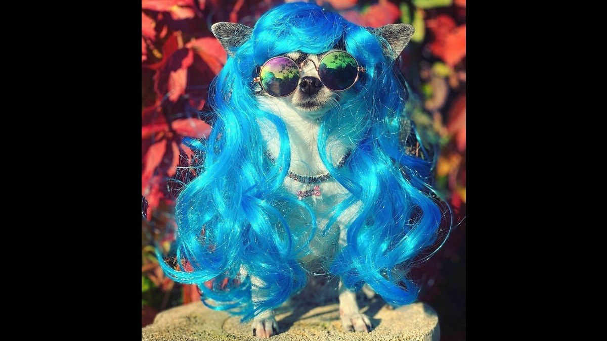 Fabulous Dogs in Wigs