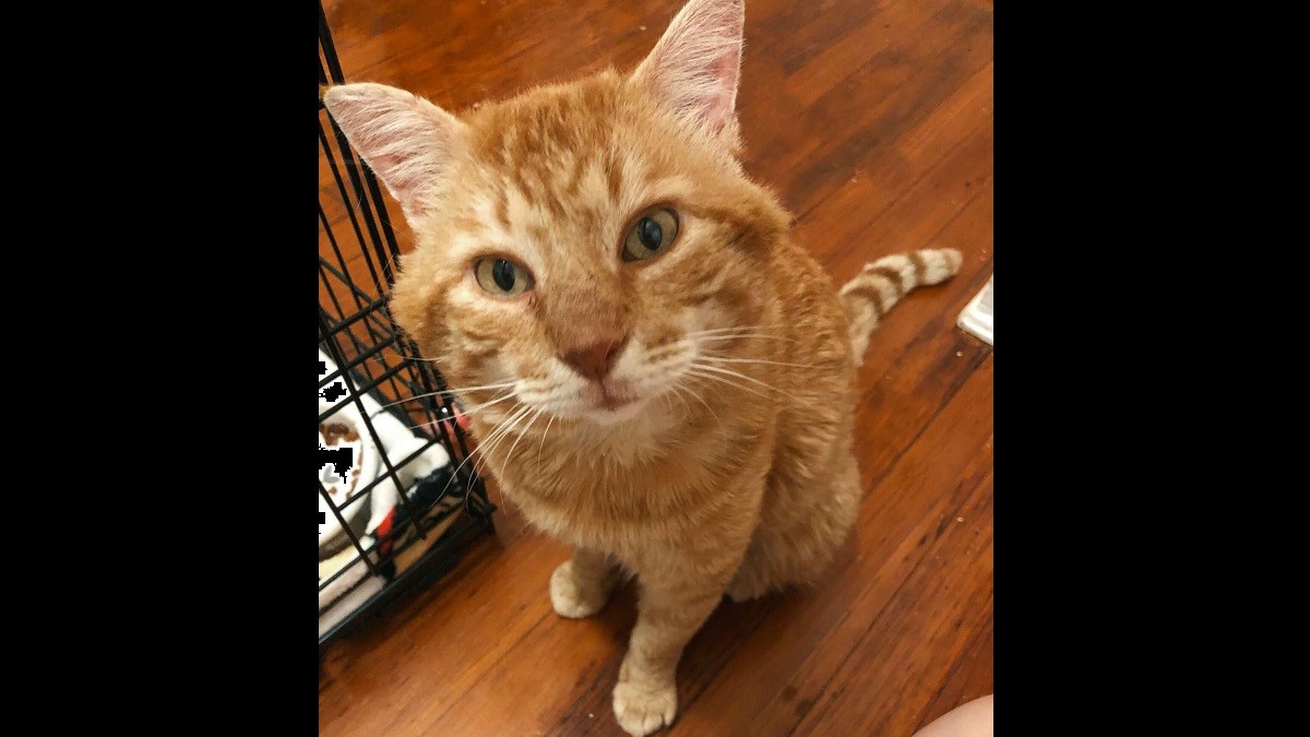 Friendly Stray Cat Who Kept Visiting Window is Now Ready to be Adopted