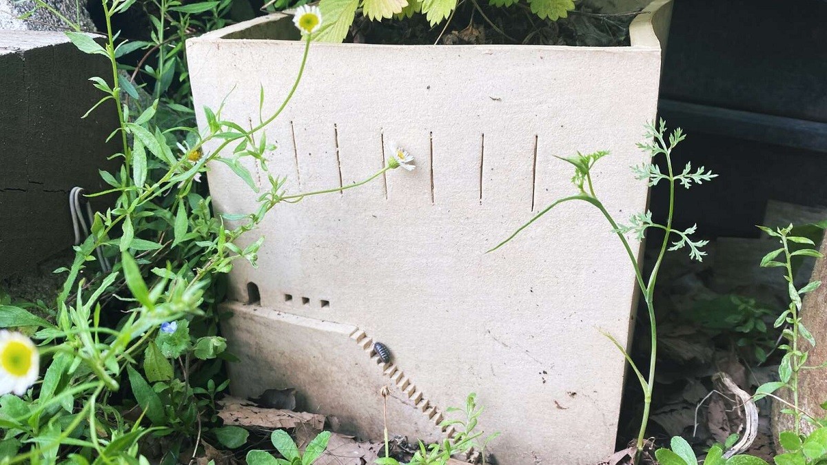 Roly Poly Moves Into Artist's Planter Home