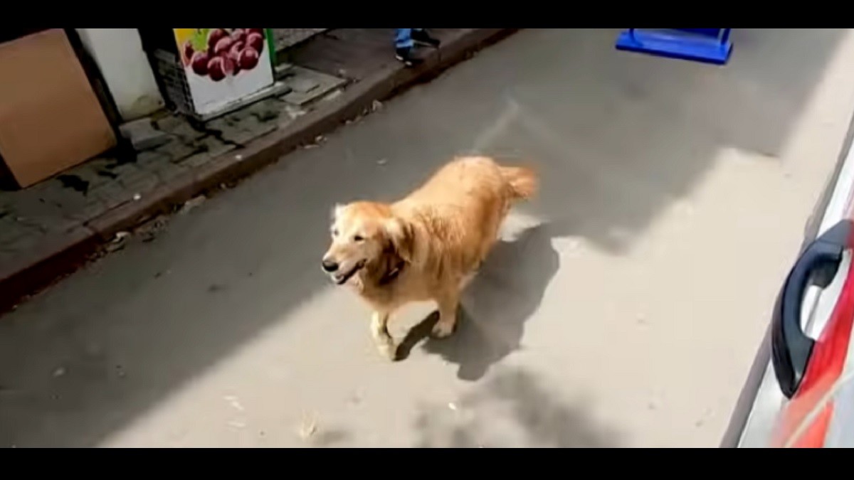 Woman's loyal pup chases ambulance taking her to hospital