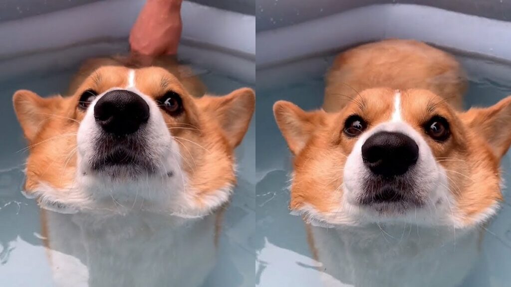 corgi butts float in water