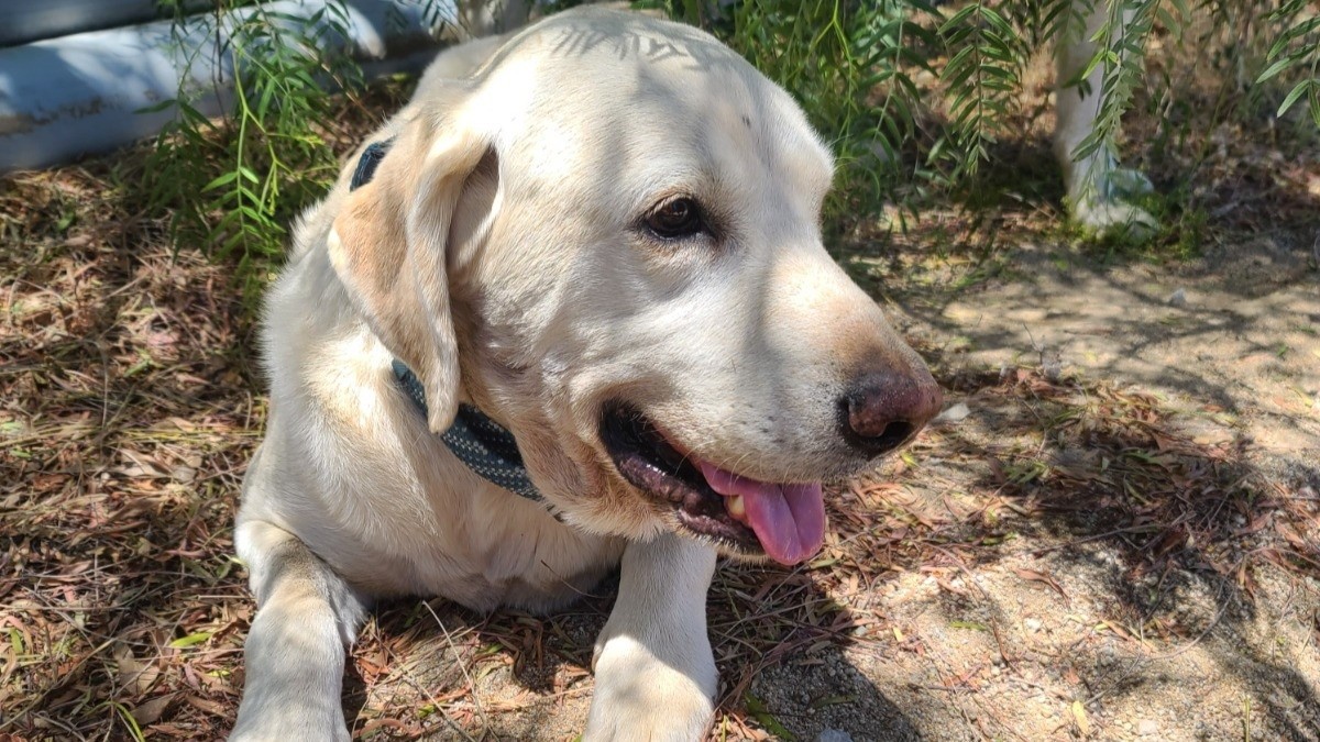 hero dog saves owner from rattlesnake