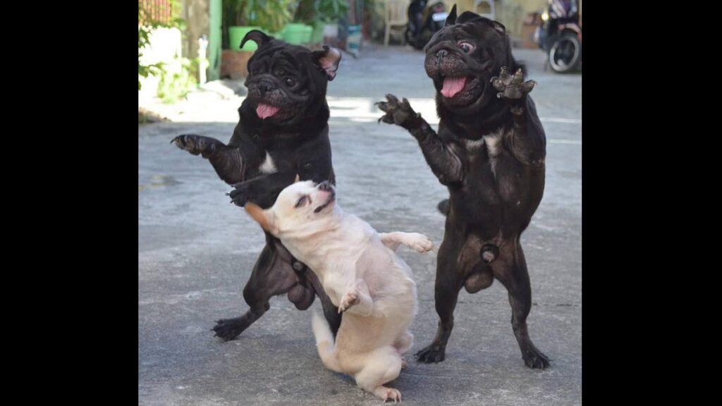 15 Hilarious Dog Photos to Brighten Your Day