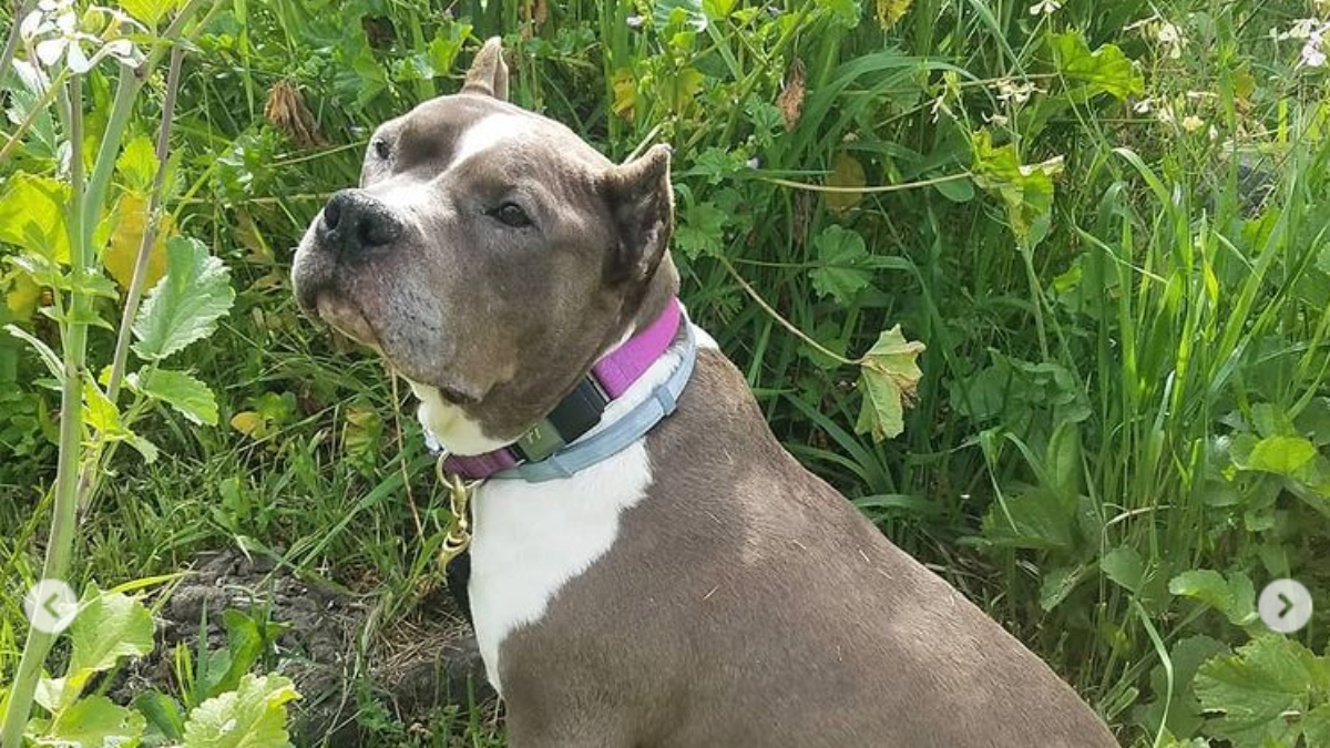Hippo-looking pup charms people with her unique ‘woo’ sound