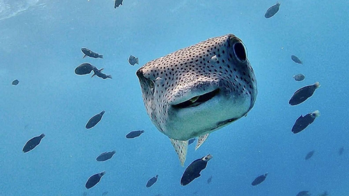 Friendly Porcupine Fish Always Greets Diver with Cute Toothy Smile