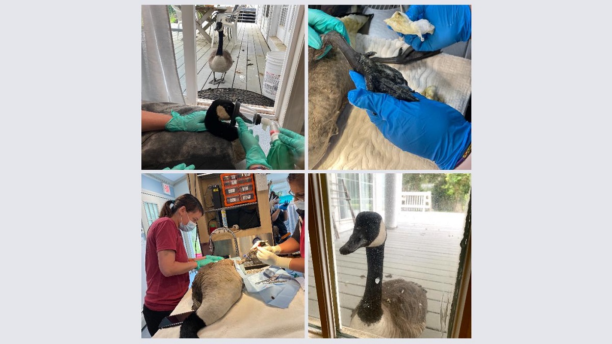 Goose's Mate Kept Watch Over his Hospital Surgery