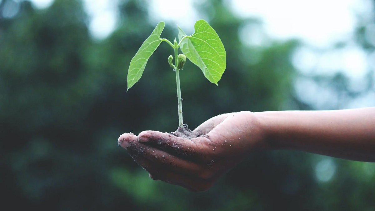 Indian Volunteers Plant 250 Million Saplings in One Day