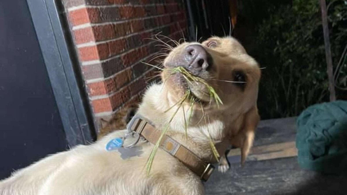 Mom always comes home to random gifts from her dog