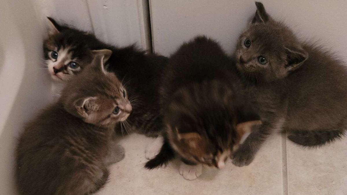 Little family moves in a man’s garage without him knowing