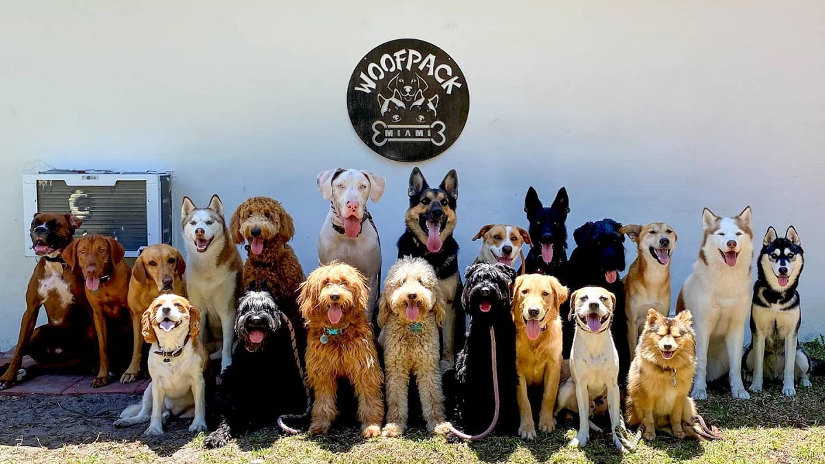 10 Impressive Group Photos of Well-Behaved Dogs