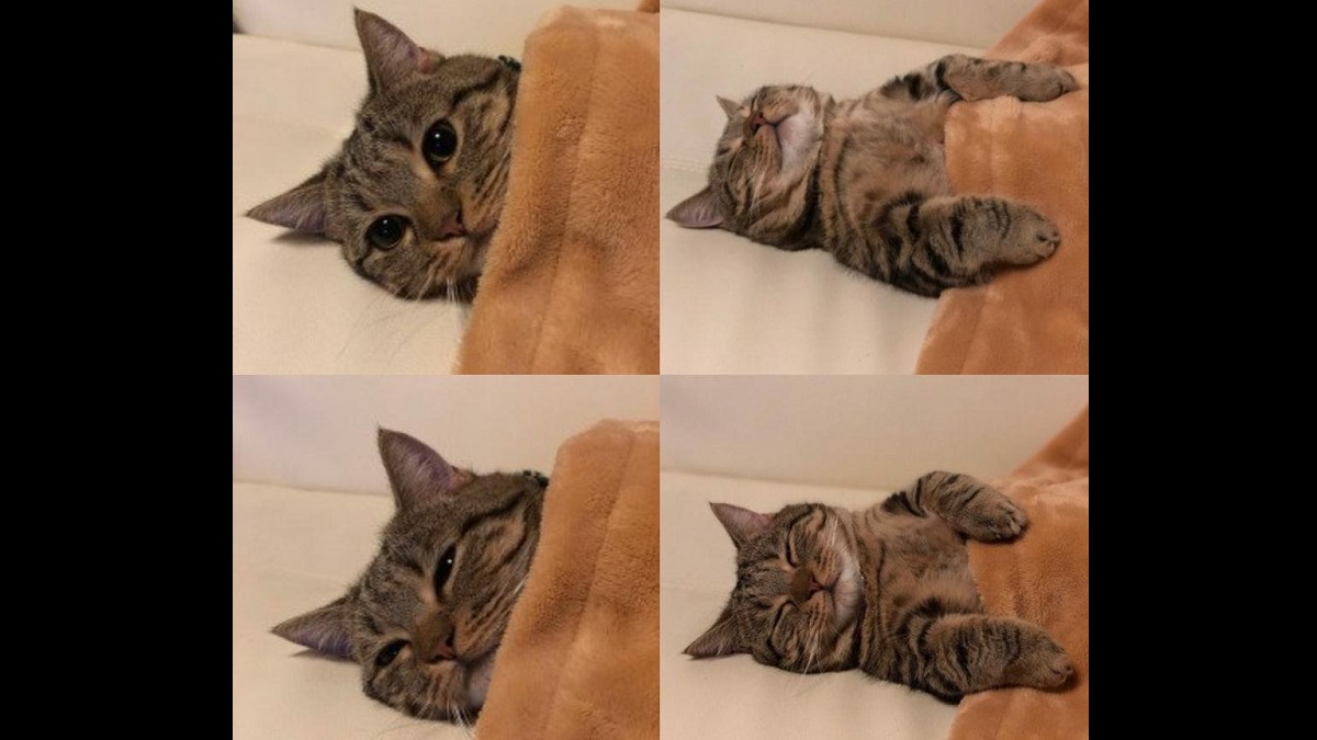 15 Adorable Pictures of Cats Getting Cozy