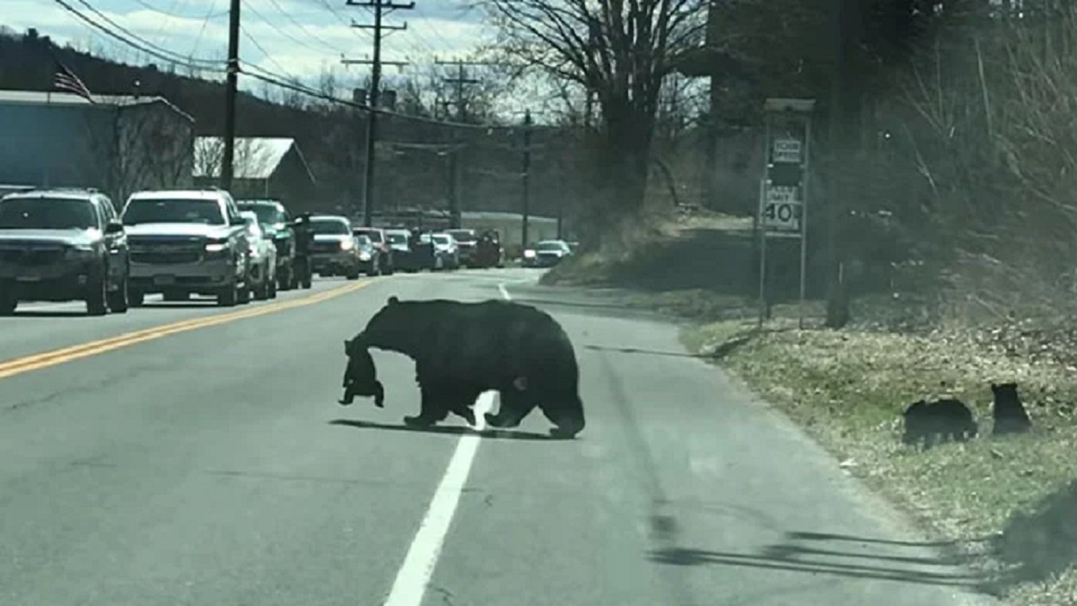 Animals being Supermoms