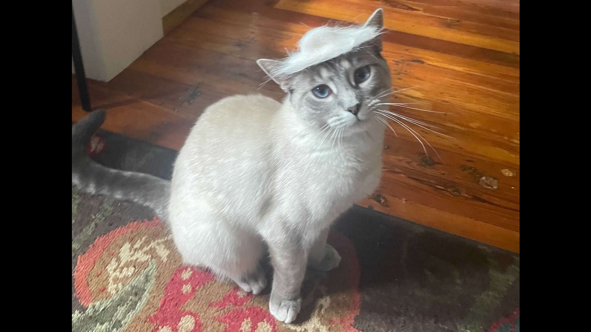 Cat Mom Creates Tiny Adorable Hat from Cat's Shedded Fur