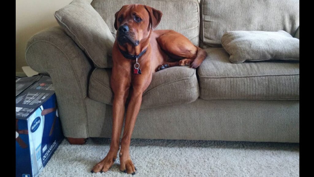 Dogs Sitting Strangely