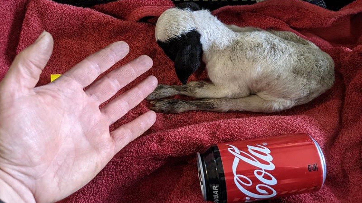 Family Sheep's Newborn Lamb is as Small as a Soda Can