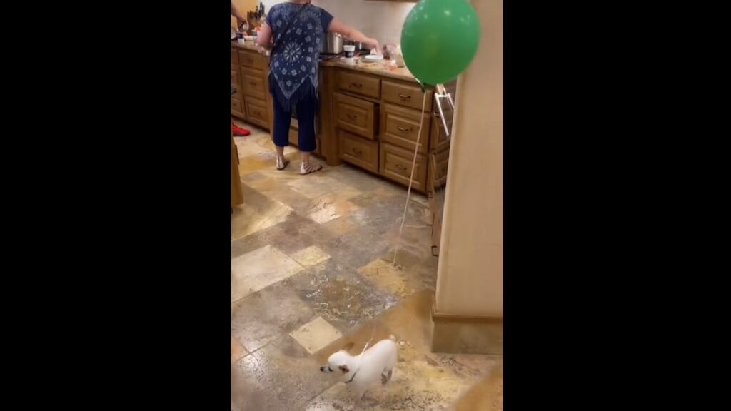 Family has Fun Way to Track their Tiny Dogs