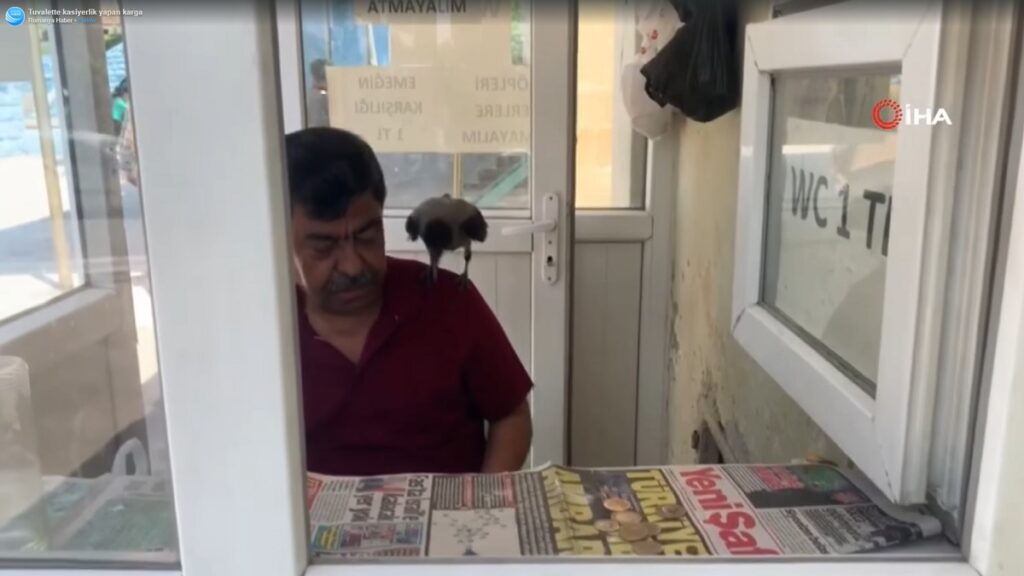 Grateful Crow Becomes Rescuer's Work Assistant