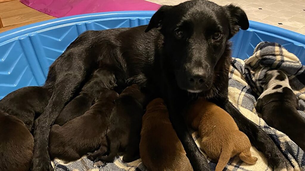 Mama Dog Who Lost Her Litter Cares for Newly Orphaned Puppies