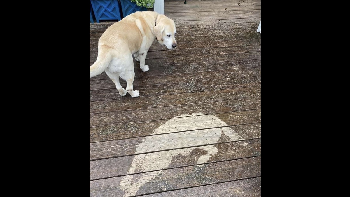 Stubborn Dog Who Refused to Move During Rainstorm Created a Clone