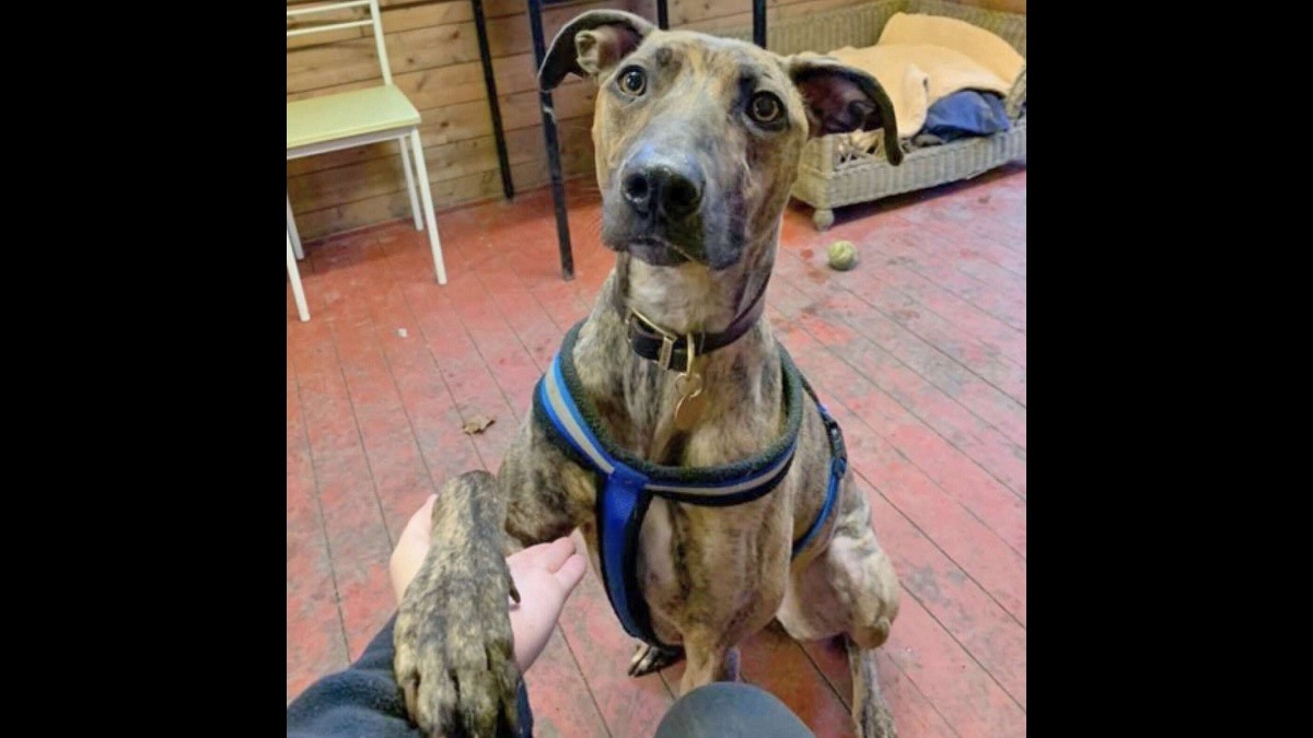 Sweet Dog Has Waited Years in Shelter, Watching 941 Animals Get Adopted