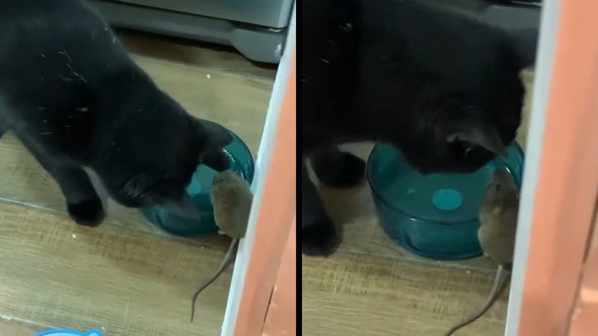 Cat Befriends Mouse