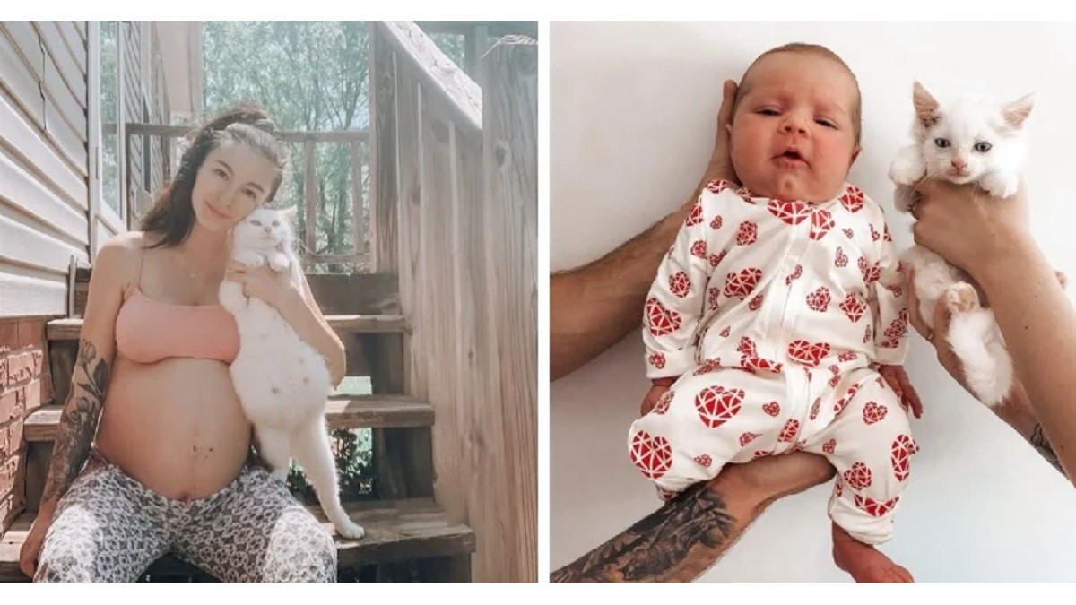 Cat and Foster Mom Shared Pregnancy Journey and Gave Birth at the Same Time