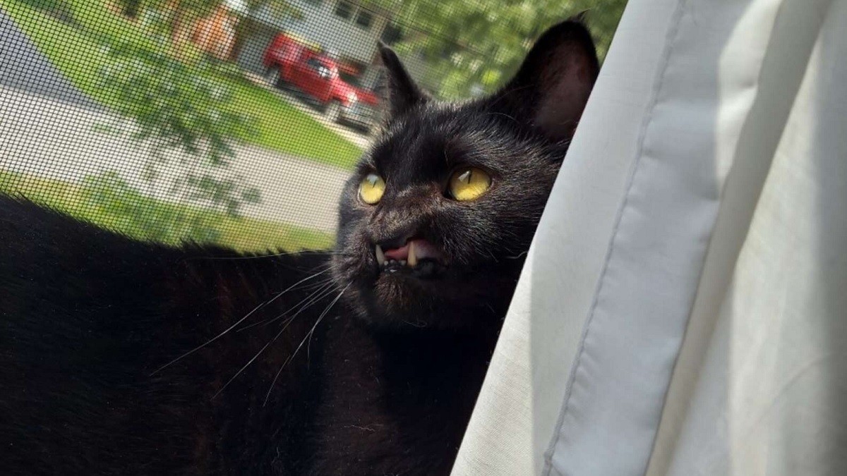 Cat with Cleft Palate