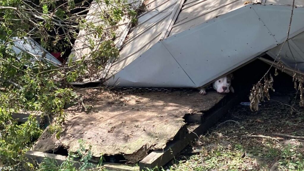 Dog Finally Gets Rescued after being Trapped Under Shed since Hurricane Ida